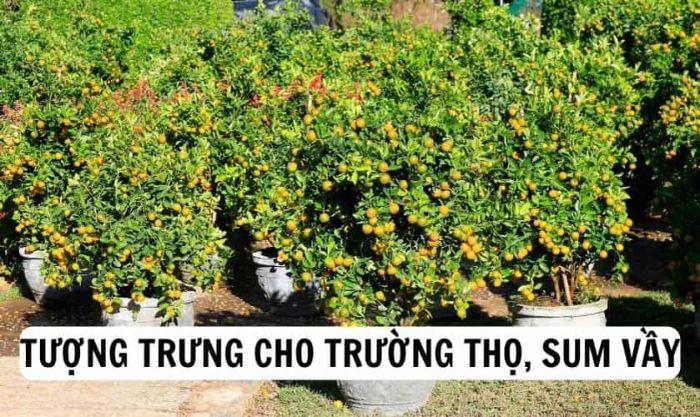 Biểu tượng của sự trường thọ, đoàn viên