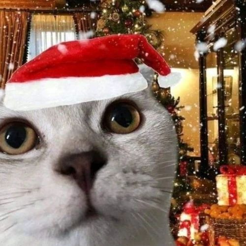 Avatar mèo Giáng sinh meme trong cảnh tuyết rơi, lơ ngơ như đang ngạc nhiên