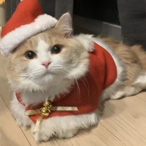Avatar mèo Giáng sinh trong trang phục ông già Noel vui nhộn