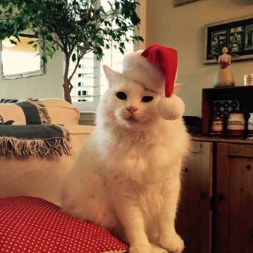 Avatar mèo Giáng sinh với mũ ông già Noel đang nhìn chăm chú