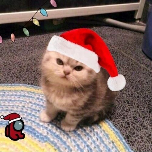 Avatar mèo Giáng sinh với mũ ông già Noel đang nhăn mặt