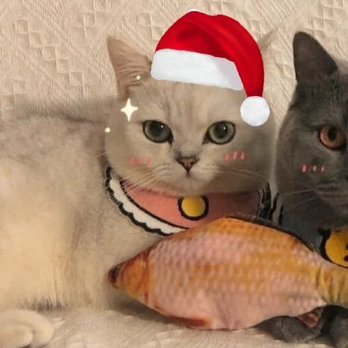 Avatar đôi mèo Giáng sinh siêu đáng yêu