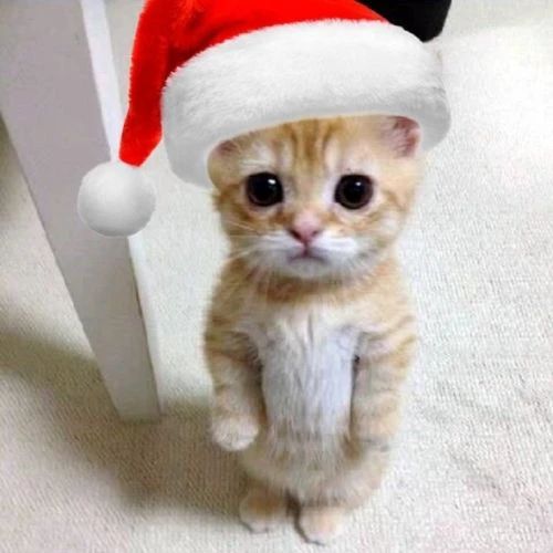 Avatar mèo Giáng sinh đội mũ ông già Noel đứng thẳng