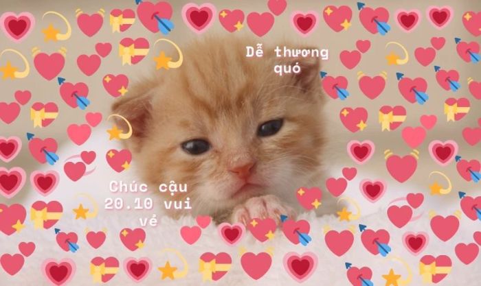 Những bức ảnh chúc mừng 20/10 đáng yêu dành tặng người yêu và crush