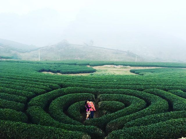 Heart-Shaped Tea Hill Image 1