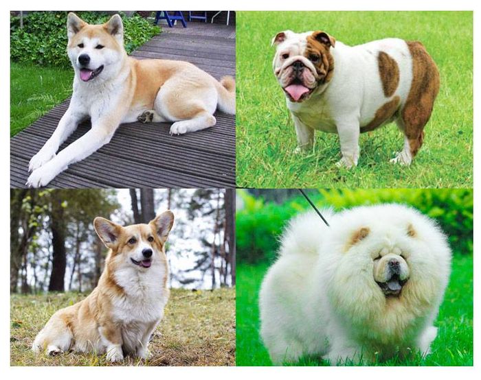 Hoang Gia Dog Training Center image 2