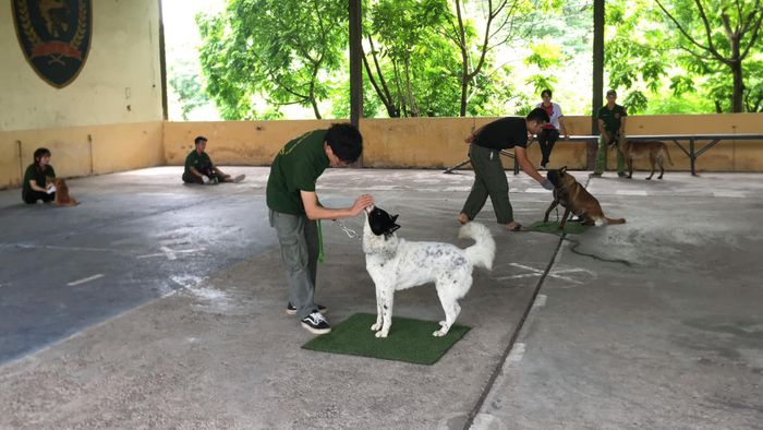 PDS Professional Dog Training Center - Vietnam image 2
