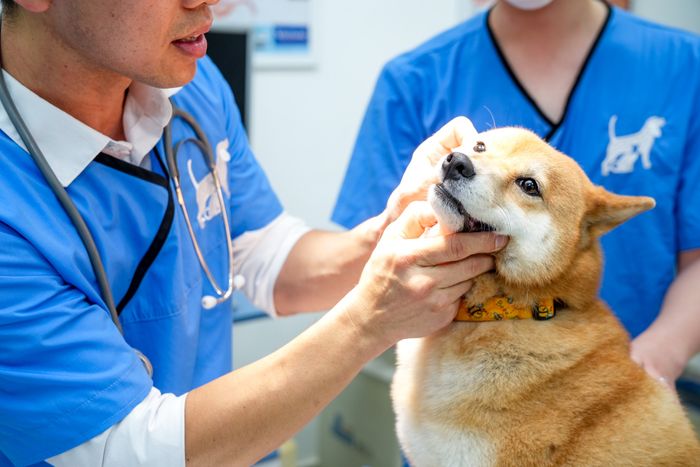 Illustrative Image (Source: Thành Vinh PET) Image 1