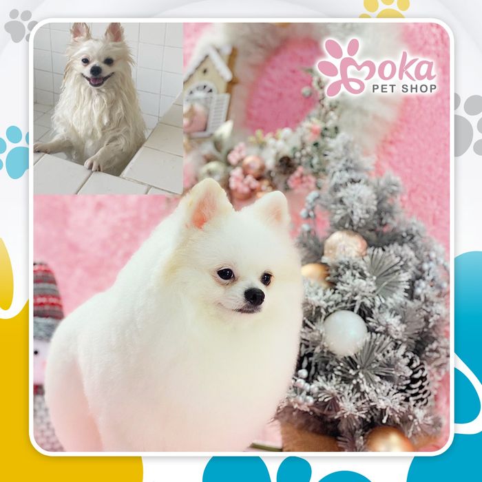 Moka Petshop Image 2
