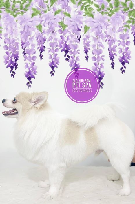 Alo and Pom - Pet World Image 2