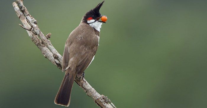 Khám phá vẻ đẹp ngôn từ và ý nghĩa sâu sắc trong bài thơ Con chào mào của Mai Văn Phấn