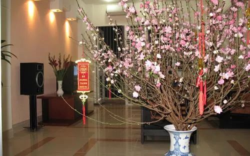 Placing decorative plants in the exact center of a space during the Lunar New Year is considered a major Feng Shui mistake.