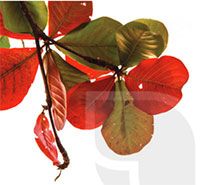 Luyện viết đoạn văn miêu tả cây cối