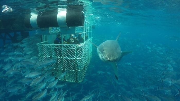 Shark Cage Diving - A Unique and Adventurous Experience in Australia