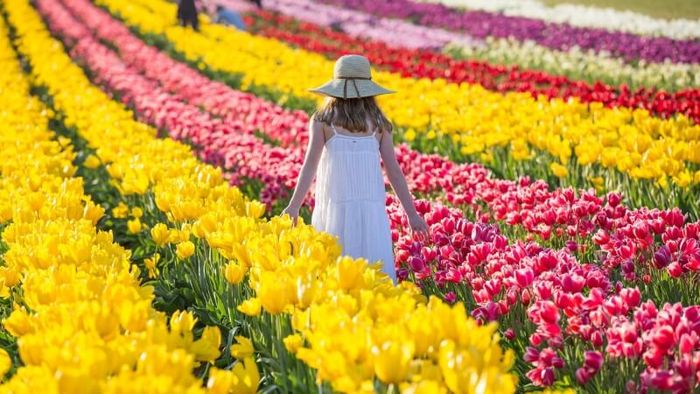 The vibrant Tesselaar Tulip Festival during spring in Australia