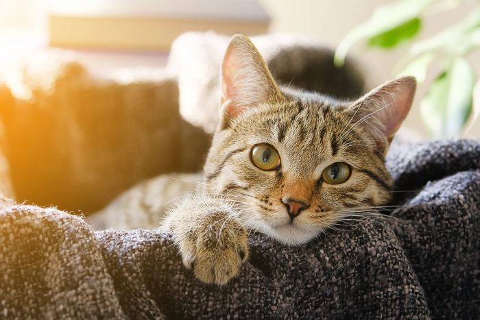 A tabby cat is lounging comfortably on a cozy knitted blanket, looking relaxed and content.