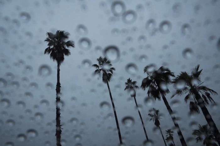 Raindrops on a window distort the view of tall palm trees against a cloudy sky