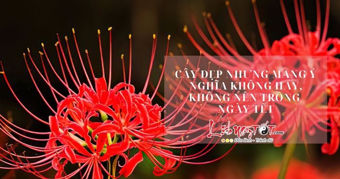 Cây mang ý nghĩa không may