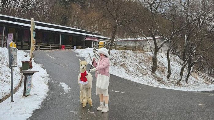 Alpaca World with its incredibly adorable alpacas