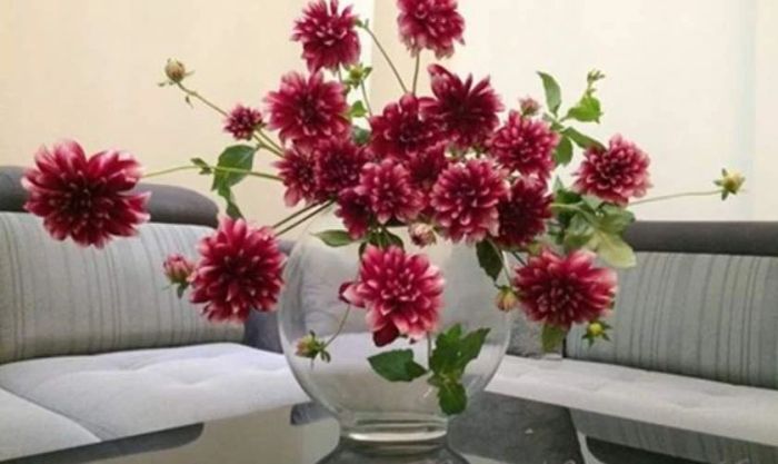 Hướng dẫn cắm hoa thược dược ngày Tết với bình cổ thấp