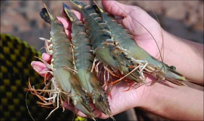 Mua tôm để chế biến mâm cúng Thần Tài