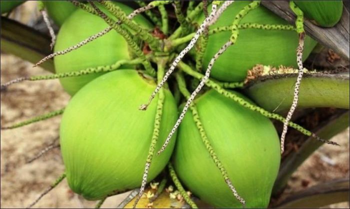 Dừa tươi thường được chọn để đặt lên mâm cúng vía Thần Tài