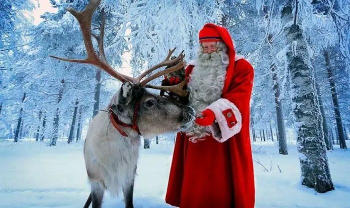 Những chú tuần lộc Giáng sinh ngoài đời thực cùng với ông già Noel tạo nên một không gian kỳ diệu