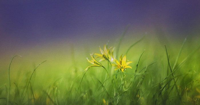 Soạn bài Kiến và người - Hành trình khám phá văn chương đầy sáng tạo