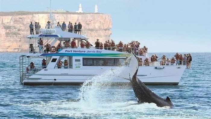 Australia's weather in August is perfect for whale watching.