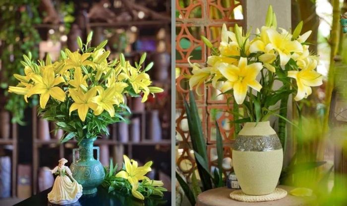 Hoa ly vàng đại diện cho sự giàu sang, thịnh vượng và tài lộc