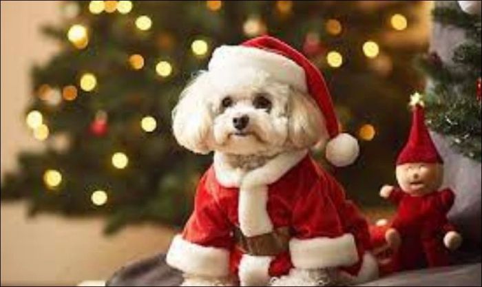 Meme Noel hình chó dễ thương