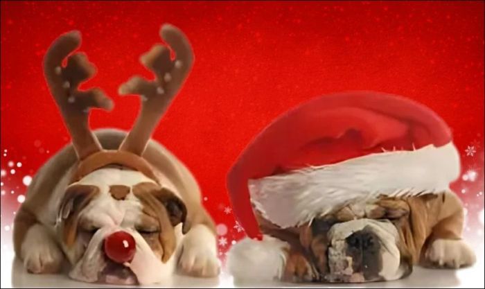Meme Noel hình chó hài hước