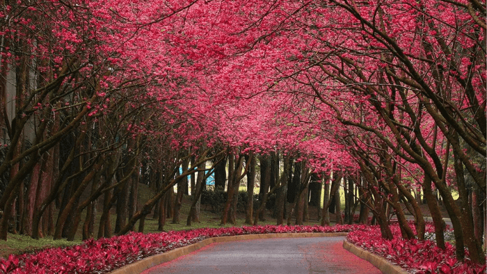 Springtime at Sun Moon Lake
