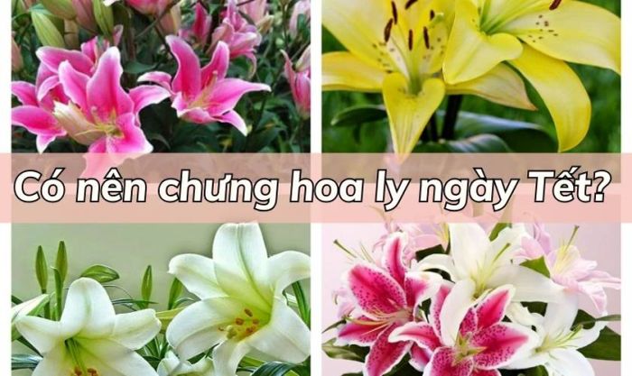 Liệu có nên dùng hoa ly để trang trí trong ngày Tết không?