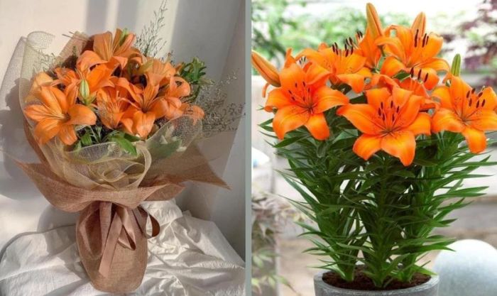 Hoa ly cam đại diện cho sự năng động, sáng tạo và nhiệt huyết