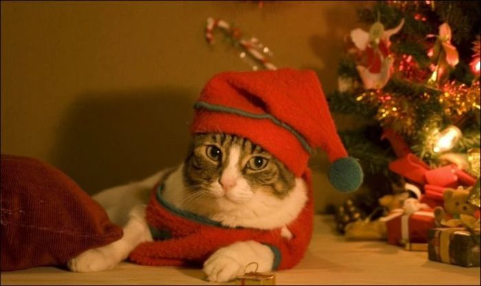 Meme mèo Noel sang trọng