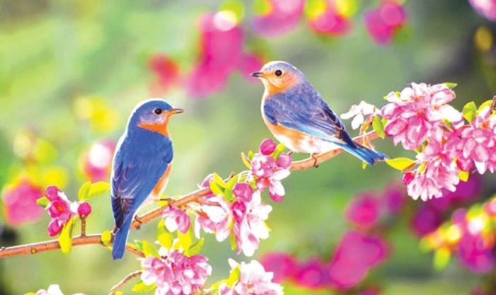 Những bức ảnh đẹp về chim én trong mùa xuân