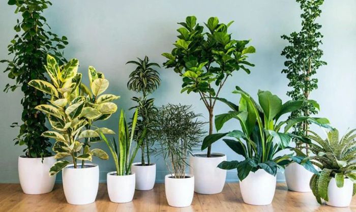 Chọn màu sắc mang lại may mắn