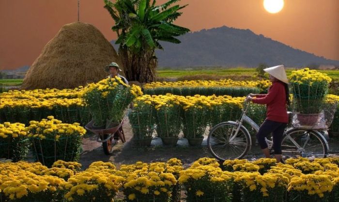Ảnh chợ hoa cúc vàng rực rỡ ở miền Tây