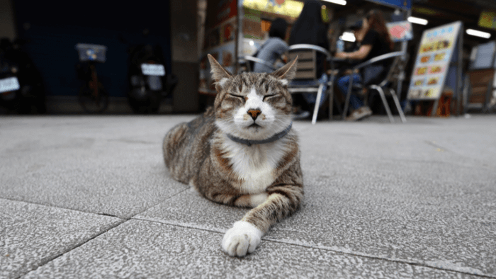 Houtong Cat Village - a paradise for cat lovers