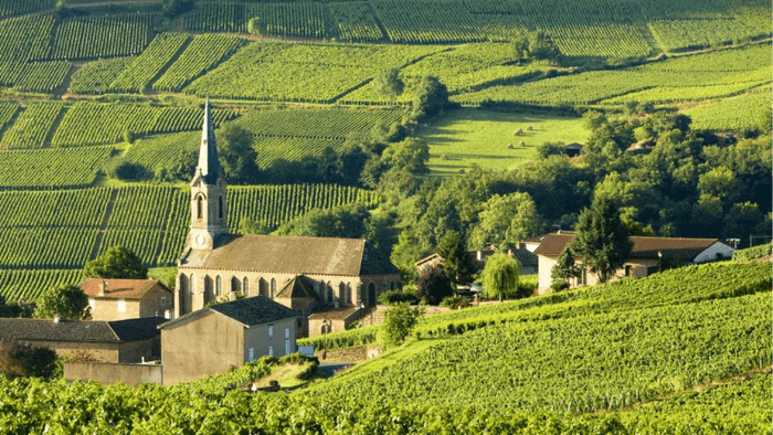 Bordeaux Vineyards - The Source of Exquisite French Wines