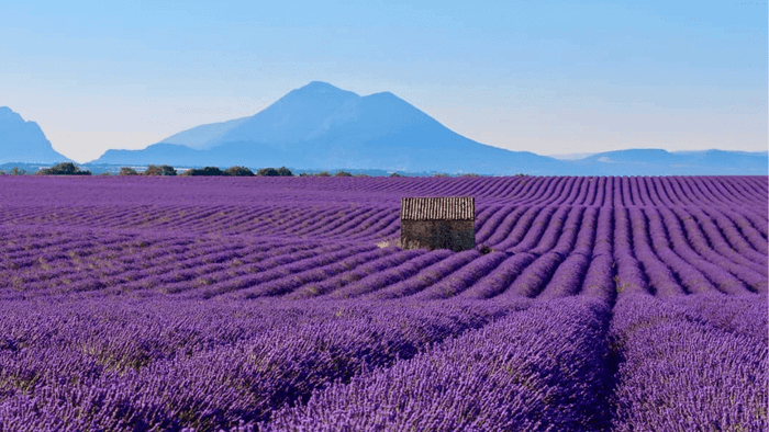 Provence Lavender Fields - A Radiant French Tourist Destination