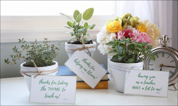 Gợi ý tặng chậu cây mini dễ trồng cho thầy cô nhân ngày 20/11