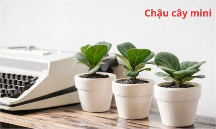 Chậu cây mini - Quà tặng xanh