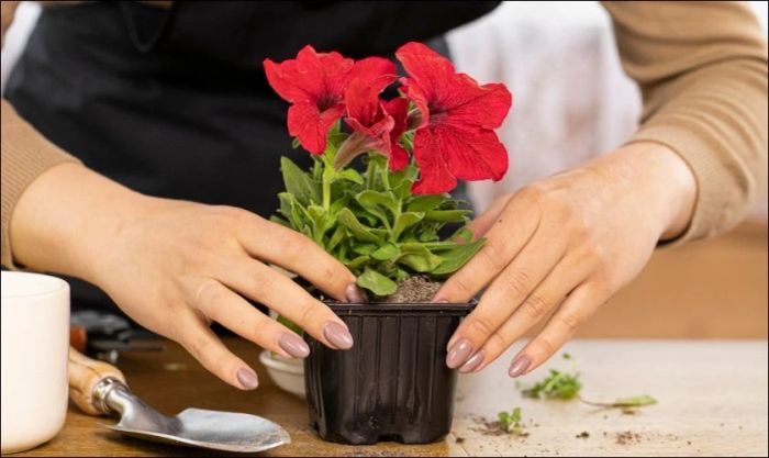 Hướng dẫn tự trồng chậu hoa tặng bạn trai nhân ngày Valentine