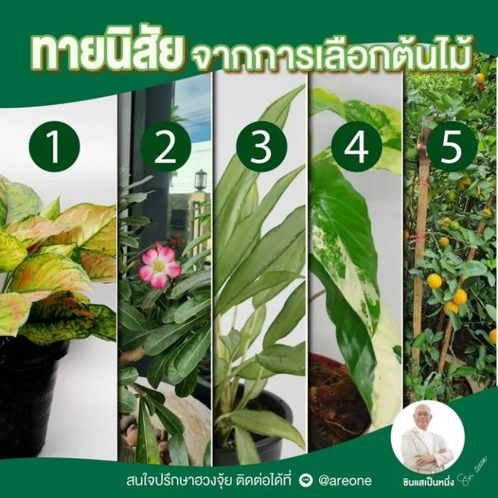 ทายนิสัยจากต้นไม้ที่คุณชื่นชอบ