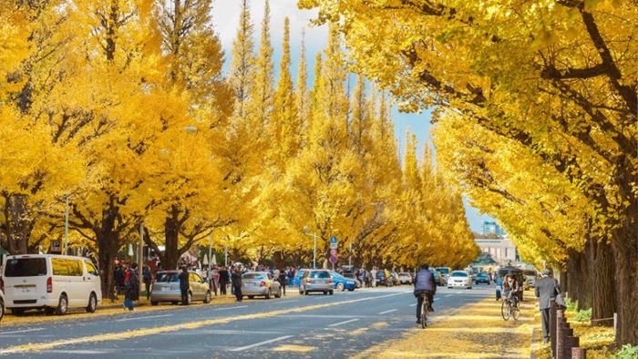 Visiting Tokyo during the red and golden autumn foliage season