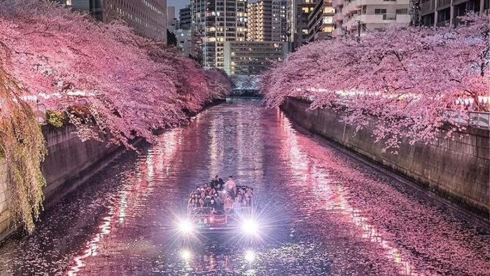 Visiting Tokyo during cherry blossom season