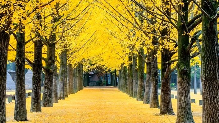 Nami Island's romantic allure during South Korea's autumn foliage season