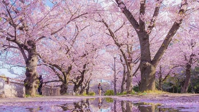 Hanami Cherry Blossom Festival at Okawa
